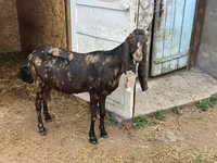 Keçi, Kamori goats — foto 2