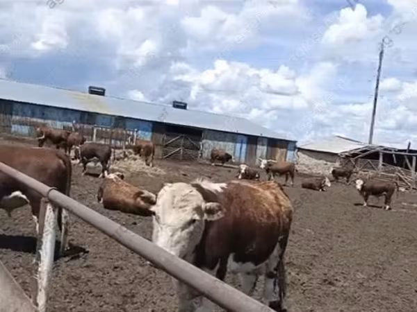Boğa, Kazak beyaz başlı inek