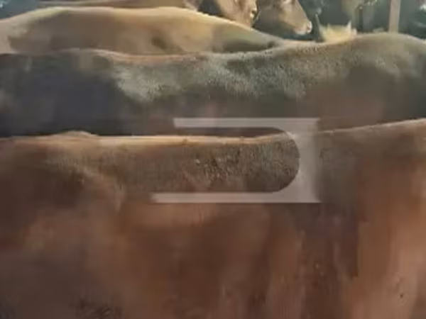 İnek, Sığır — Gürcistan