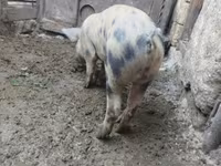 Boar, Дюрок — photo 3