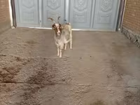 Keçi, Alpine goat — foto 4