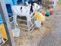 Bulle, Swiss cattle — Foto 5