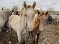 Horse (M), Horses — photo 2