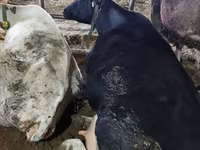 Cow, Cattle — photo 4