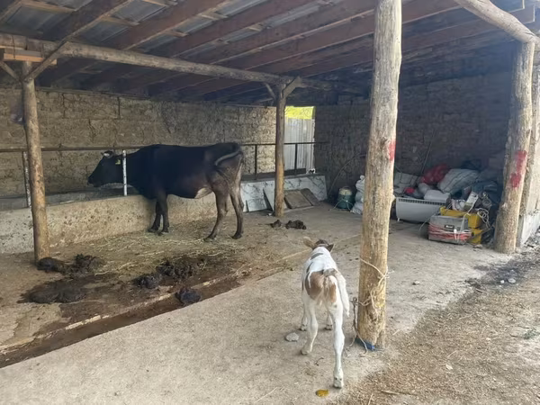 Kuh, Swiss cattle