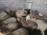 भेड़, Tian-Shan semifinewool sheep — फ़ोटो 5