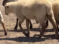 Koç, Hampshire sheep — foto 2