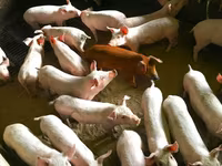 Anaç domuz, Domuzlar — foto 1