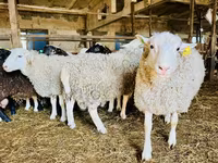 Koyun, Baerchuke sheep — foto 2