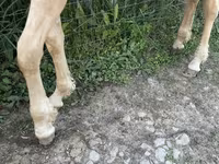 घोड़ा, Palomino — फ़ोटो 6