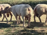 Koç, Charollais sheep — foto 1