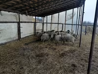 मेढ़ा, Romanov sheep — फ़ोटो 1