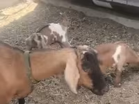 Ziege, Czech Brown Shorthaired goats — Foto 3