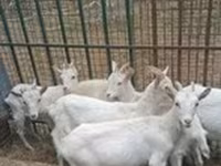 Keçi, Alpine goat — foto 8