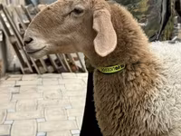 Schaf, Awassi sheep — Foto 7