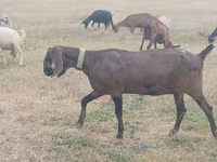 Keçi, Nubian Goat — foto 1