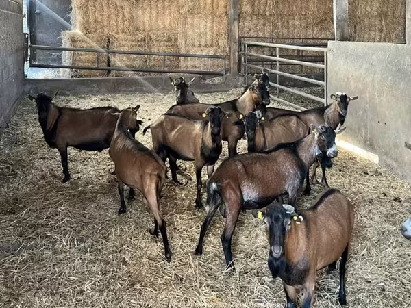 عنزة, Alpine goat