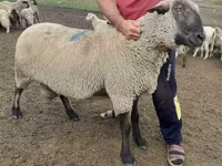 Koç, Hampshire sheep — foto 3