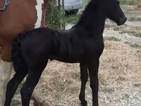 घोड़ा, Friesian — फ़ोटो 2