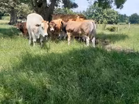 Bulle, Partenaise cattle — Foto 2