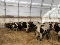 Toro, Raza Holstein — foto 2