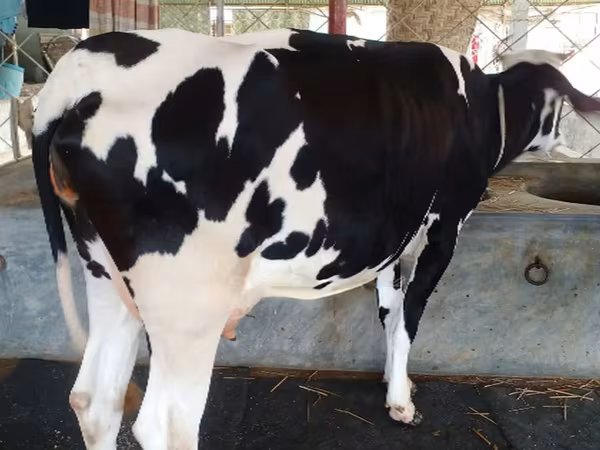 Cow, Cattle