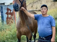 Horse (M), French Trotter — photo 5