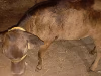 Kuh, Ukrainian Brown Dairy Cattle — Foto 5