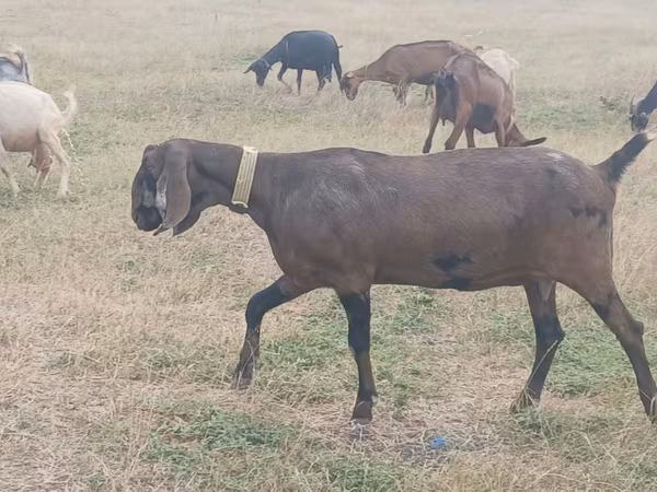 Keçi, Nubian Goat