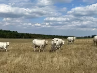 İnek, Charolais cattle — foto 3