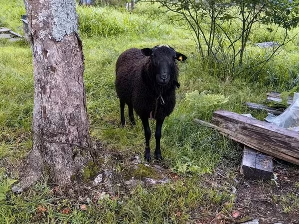 公羊, Romanov sheep