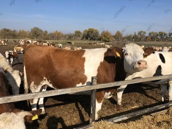 Корова, Красно-пестрая порода