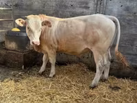 ثور, Blonde d’Aquitane cattle — الصورة 2