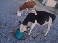 सांड, Swiss cattle — फ़ोटो 7