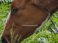 İnek, Sığır — foto 7