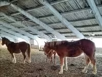 Horse (M), Soviet Heavy draft — photo 4