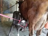 بقرة, Red Estonian cattle — الصورة 3