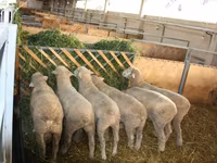 公羊, Dorset horn sheep — 照片 4
