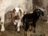 Cabro, Kamori goats — foto 4