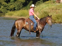 Horse (M), Quarter Horse — photo 7