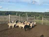 Widder, Edilbay sheep — Foto 3