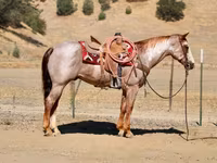 Aygır, National Show Horse — foto 7