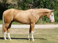 Aygır, Palomino — foto 2