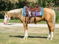 Aygır, Palomino — foto 3