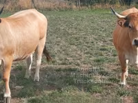 İnek, Aubrac cattle — foto 2