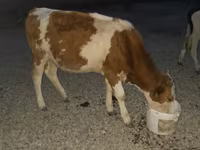 सांड, Swiss cattle — फ़ोटो 3
