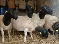 Koç, Dorper sheep — foto 4