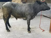 Toro, Azul Belga — foto 1