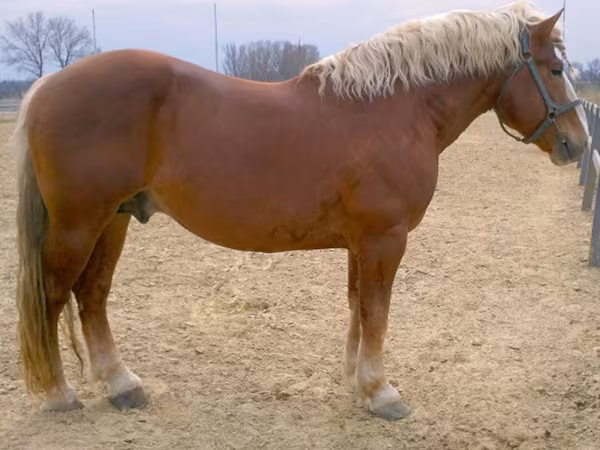 Caballo, Russian Heavy Draft
