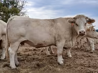 İnek, Charolais cattle — foto 2